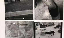 打狗视频,打狗视频引发道德争议